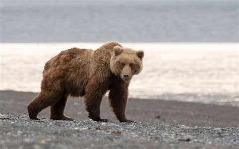 Are Bears Apex Predators? (Everything To Know)