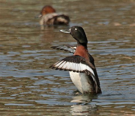 Identification of Baer’s Pochard and Baer’s-type Birds