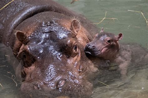 Meet Fritz! Fiona the Hippo's Brother Officially Has a Name