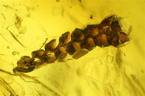 Two Fossil Leaves, Isopod, and Moss in Baltic Amber (#207528) For Sale ...