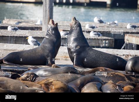 Fishermans Wharf San Francisco Sea Lions