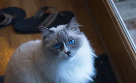 Ragdoll Cat Personality Traits (Ragdoll Cat Breed Information).title ...