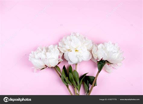 White Peon Flower Pastel Pink Background Minimal Background One Peony Stock Photo by ©AnikonaAnn ...