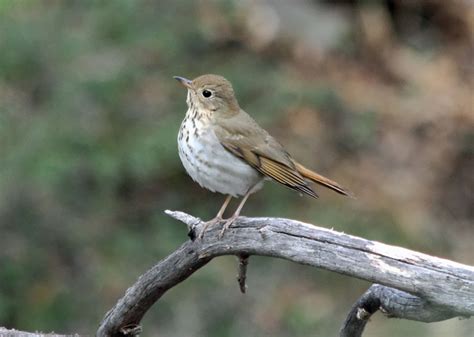 Pioneer Birding: AZ - Madera Canyon - 01/23