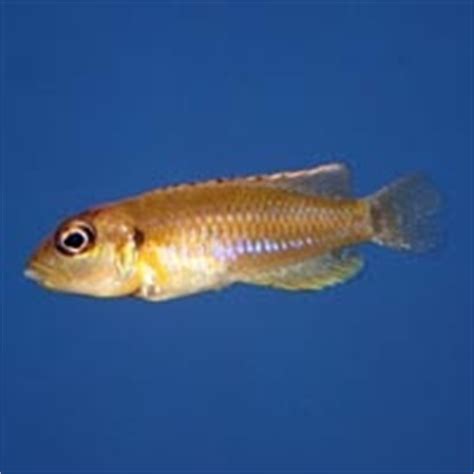 Rift Lake Cichlids for Small Aquariums - Breeding Shell-dwelling Cichlids