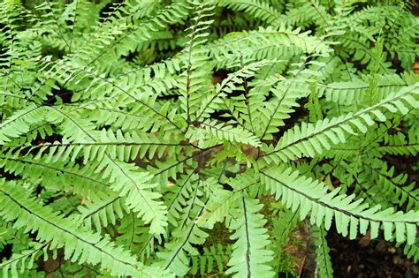 Adiantum pedatum | Plants Direct – Victoria, BC