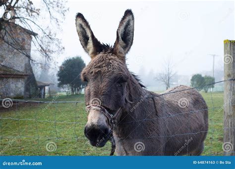 Cute brown donkey at farm stock image. Image of furry - 64874163