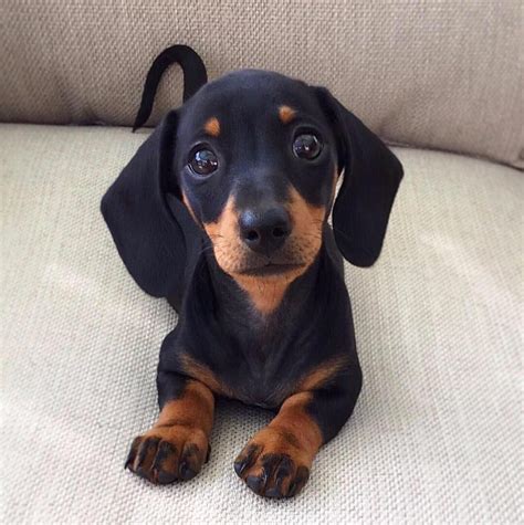 12.8k Likes, 297 Comments - Martha Mini Sausage Dog (@martha_dachshund ...