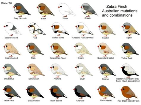 17 Best images about Zebra Finches on Pinterest | Pets, Zebra finch and Java