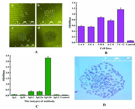 Hybridoma screening and characterization. (A) Hybridoma cell culture... | Download Scientific ...