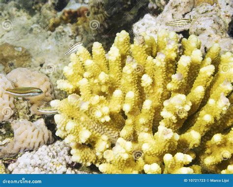 Acropora Coral in the reef stock image. Image of skeleton - 10721723