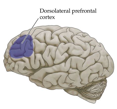 dorsolateral prefrontal cortex | Dr Shock MD PhD