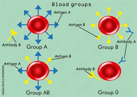 Blood groups (types) with antibodies and antigens Stock Vector | Adobe Stock