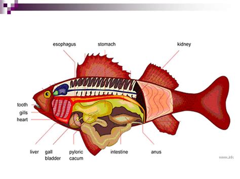 Detail Gambar Sistem Pencernaan Ikan Koleksi Nomer 27