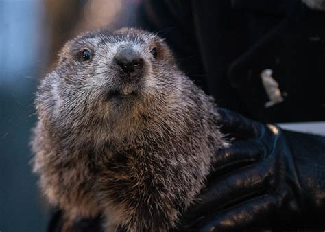 The Alternative Groundhogs Vying for Punxsutawney Phil's Weather Forecasting Job - Atlas Obscura