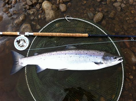 River Tweed Salmon Fishing