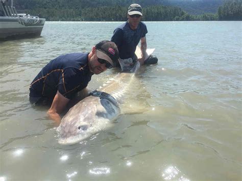 Fraser River Fishing Charters - Silversides Fishing Adventures