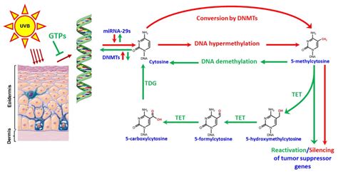 An illustration of the mechanism GTPs adopt to prevent... | Download Scientific Diagram