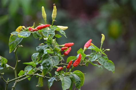 How To Grow Chilis: Here Are Some Useful Tips To Grow Really Hot Chilis