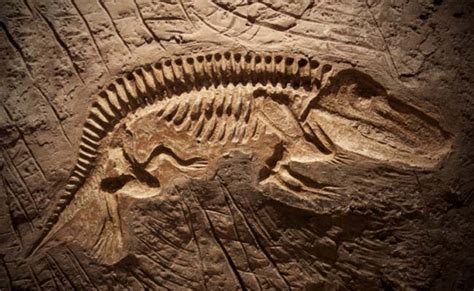 Pre-Jurasic Era Fossil of Marine Reptile Found in South Wales