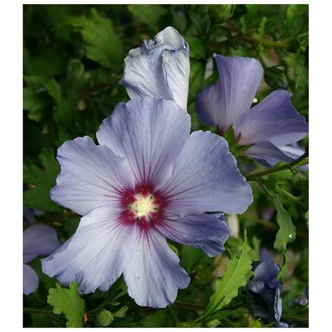 Seeds Hibiscus Syriacus - Shrub Althea