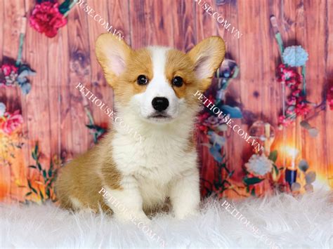 Chó Corgi trắng vàng mã CG003 tại cửa hàng PetHouse