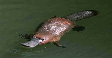 What Do Platypus Eat