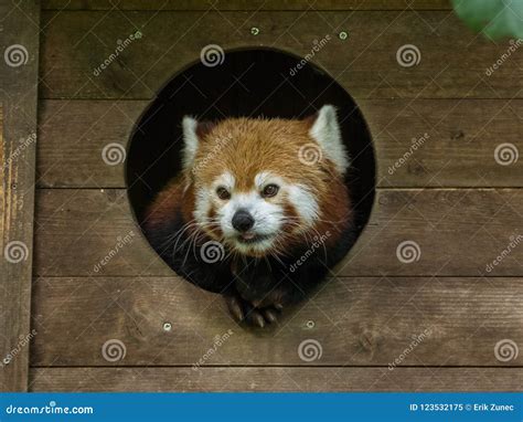 Red panda eating in a ZOO stock image. Image of cute - 123532175