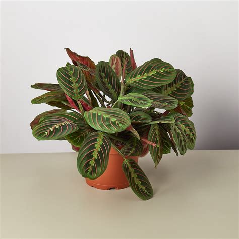 Maranta Red Prayer 'Herringbone' - 6" Pot - Walmart.com