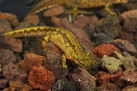 Of an aquatic, unusual colorful female Carpathian newt, Lissotriton ...