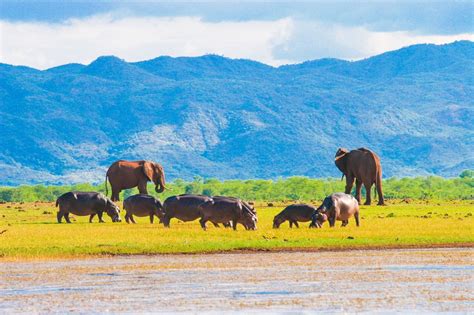 Wildlife Spotting in Zimbabwe: Hwange & Lake Kariba - 8 Days | kimkim