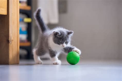 How to Teach a Cat to Fetch - Great Pet Living