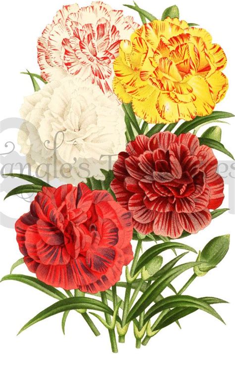 Student carnation clipart - Clipground