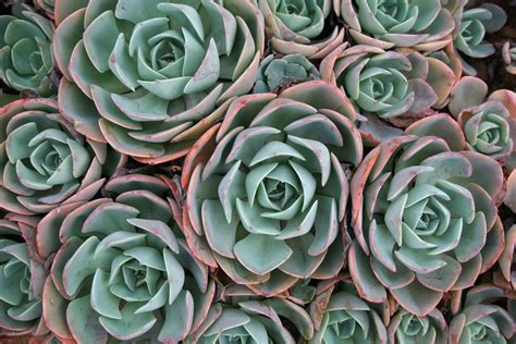 Teal and pink succulents HD wallpaper | Wallpaper Flare