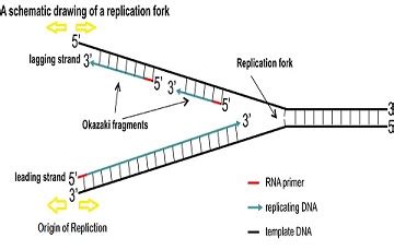 Draw a DNA replication process in a eukaryotic cell. On your drawing, label: a. Origin. b ...