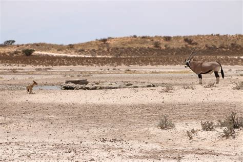 The Ultimate Kgalagadi Transfrontier Park Safari Guide - STINGY NOMADS