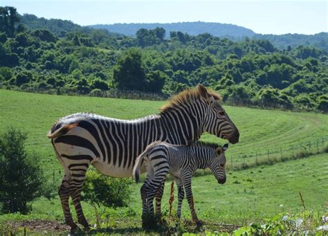 Hartmann’s Mountain Zebra Born at the Smithsonian Conservation Biology ...