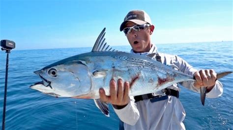 Bonito Fishing Cronulla Sydney