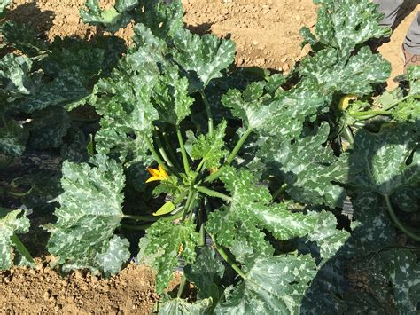 Barfoots of Botley | Courgettes | AHDB Horticulture | Flickr