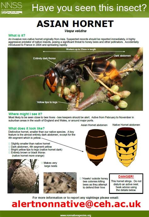 Have you seen an Asian Hornet? – Geoenvmatters