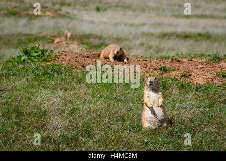 Devils Tower Prairie dog Wildlife Animal USA Stock Photo - Alamy