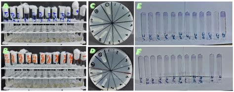 Disc diffusion assay revealed no inhibitory effect of solvents used to ...