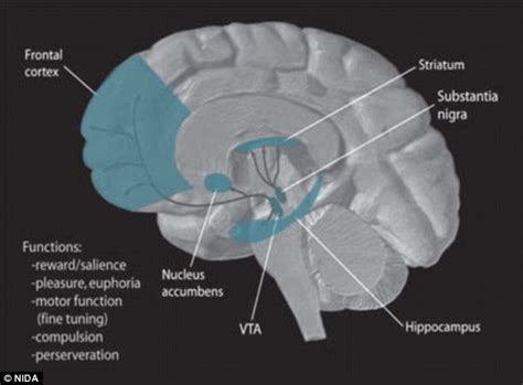 Brain circuit that helps us get ready for bed also plays a role in ...