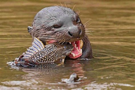 The giant river otter has returned to Argentina - Lonely Planet