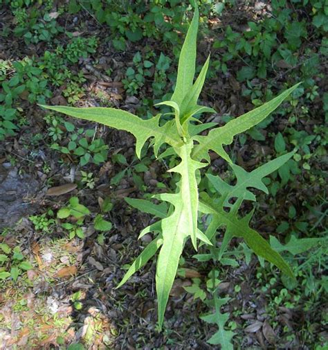 Edible Plants In Florida - Plants BA