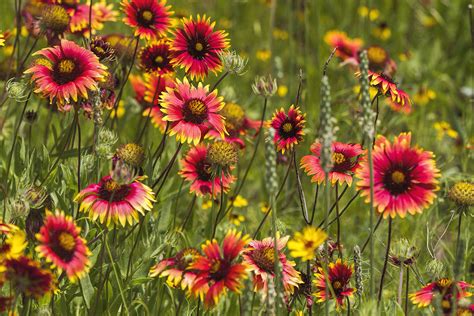 10 Texas Springtime Wildflowers