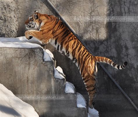 Jumping Tiger by Amrahelle on DeviantArt