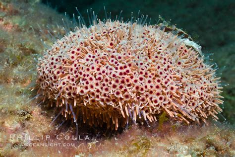 Flower sea urchin with pedicellariae visible, Toxopneustes roseus photo, Sea of Cortez, Baja ...