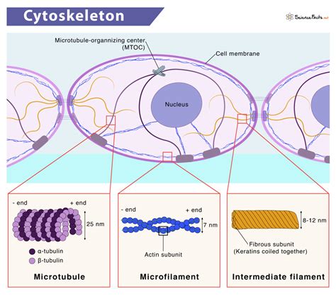 Cytoskeleton: Definition, Structure, Components, & Function