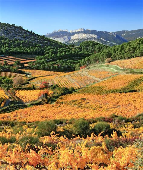 Ultimate Guide to the Provence Wine Region of France